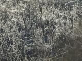 Silvery Grasses