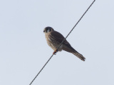 American Kestrel in January