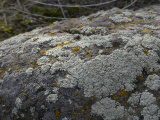 Lichens in January