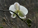 Orchid in January
