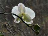 Orchid in January