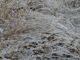 Morning Snow on Bending Grass