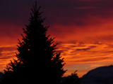 Evergreen with Orange Sky
