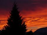 Evergreen with Orange Sky