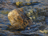 Rock and Flowing Stream I
