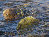 Rock and Flowing Stream II
