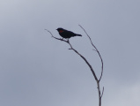 Red Wing Blackbird of February