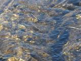 Sunlit Water Ripples