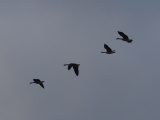 Geese in February