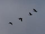 Geese in February