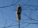 Winter Cattail