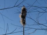 Winter Cattail
