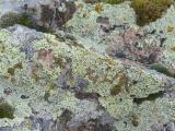 Lichen on a Bending Rock