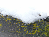 Ice and Yellow Lichen on Wood