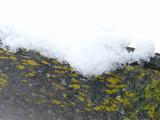 Ice and Yellow Lichen on Wood