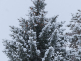 Snowfall and Winter Tree