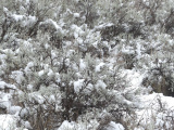 Snow Dappled Sagebrush