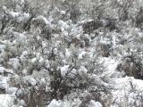 Snow Dappled Sagebrush
