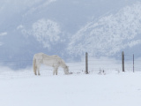 White Horse in Winter