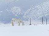 White Horse in Winter