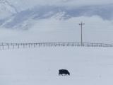Black Cow in Winter