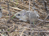 Deer Mouse in Grasses