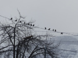 Birds with an Audience