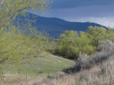 Willows in a Creek Valley