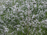 Snow on Spring Growth