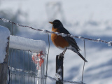 Robin on a Fence