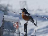Robin on a Fence