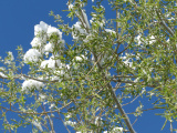 Snow Blossoms