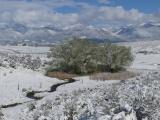 Willows in Spring Snow