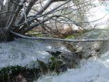 Under the Willow, Spring & Winter