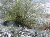 Spring Frosted with Winter