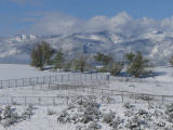 Fences and Trees in the Snow