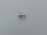 Baby Praying Mantis