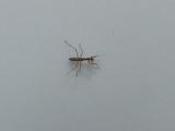 Baby Praying Mantis