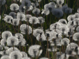 Sea of Dandelion Seeds