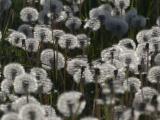 Sea of Dandelion Seeds