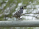 Quail on a Rail