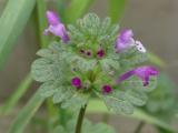 Henbit Deadnettle