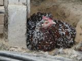 Speckled Sussex
