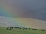 Cows in a Rainbow
