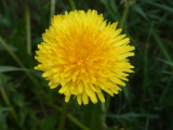 Sunny Dandelion