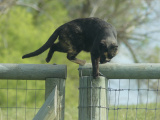 Stalking Cat