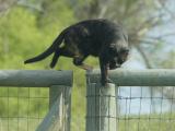 Stalking Cat