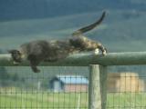 Leaping Cat