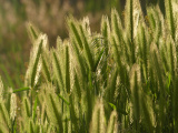 Grass Seeds in Evening Light