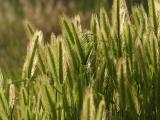 Grass Seeds in Evening Light